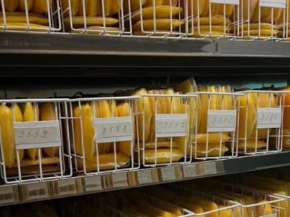 Брянскую станцию переливания крови за минувшую неделю посетили 490 доноров