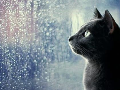 Брянцам 5 ноября пообещали дожди и сильный ветер