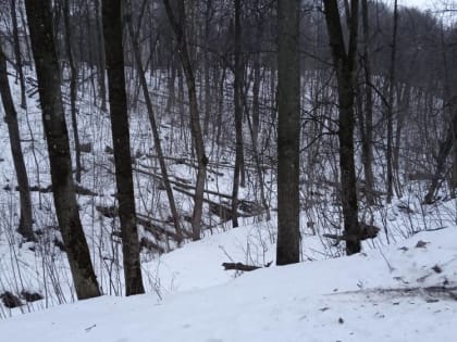 Стало известно, когда ослабнут морозы в Брянской области