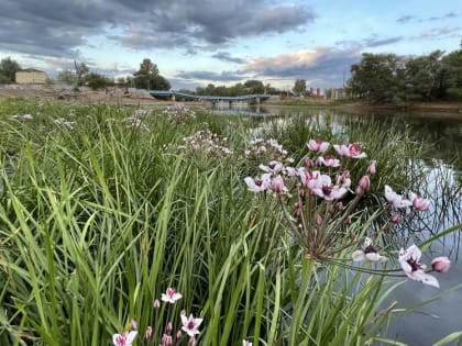 В Брянской области 7 августа температура воздуха поднимется до 34 градусов