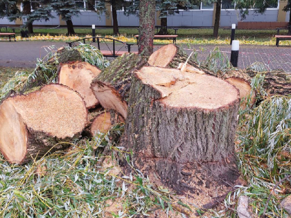 Брянский госуниверситет избавляется от деревьев перед главным корпусом