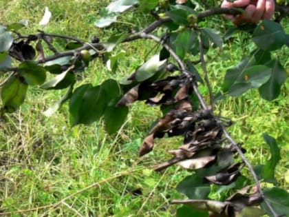В Красногорском районе Брянской области снят карантин по бактериальному ожогу плодовых культур