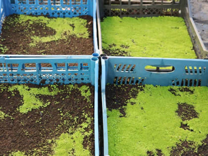 В Брянске высадят около 400 тысяч цветов