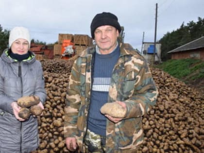 Брянский фермер Рублёв получил самую высокую урожайность картофеля в районе