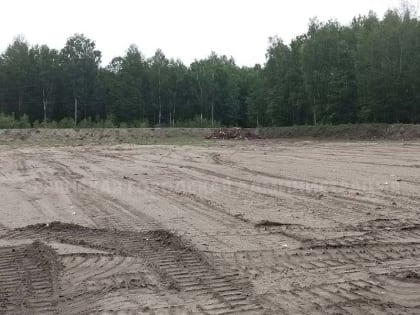 В Брянске обустроили крематорий для больных ясеней. И ясеневой златки