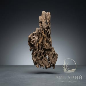 Коряга 1кг Дракон L
