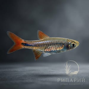 Рыба Расбора лакримула