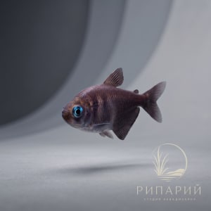 Рыба Пальмери черная