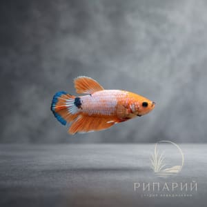 Рыба Петушок фантистика желтый