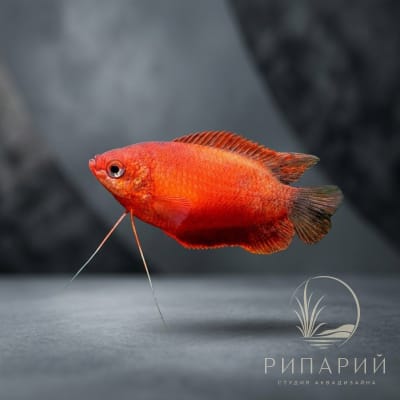 Рыба Гурами медовый красный