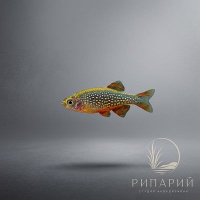 Рыба Микрорасбора галактика