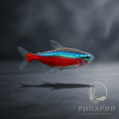 Рыба Неон красный