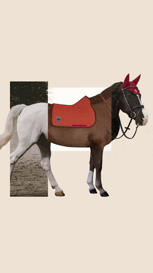 Horse Spirit Collage