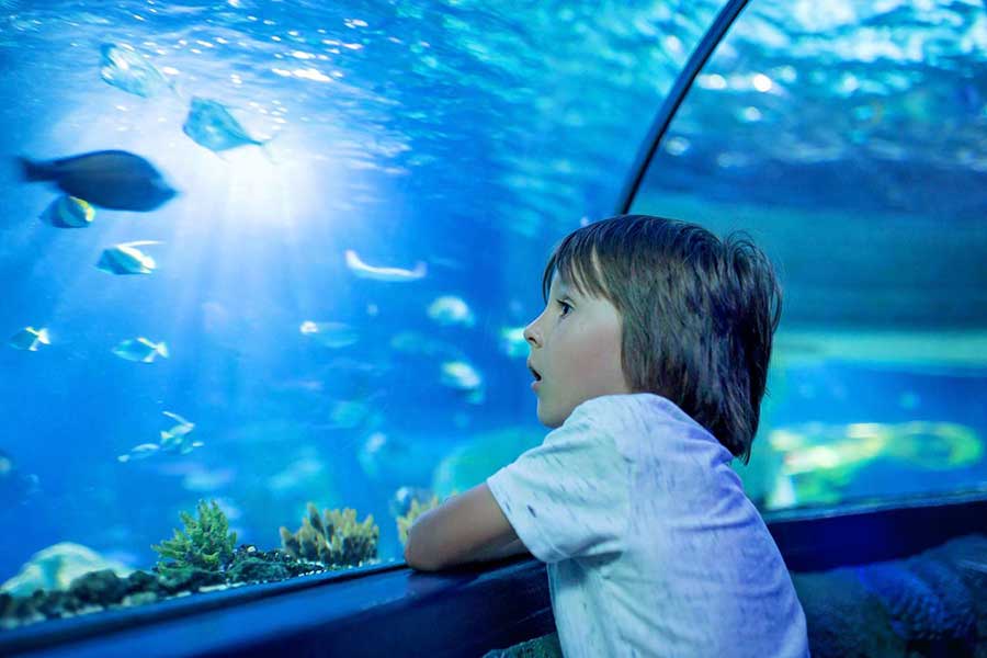 visit an aquarium