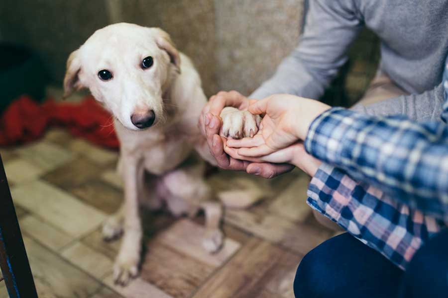 visiting an animal shelter after-school holiday activities