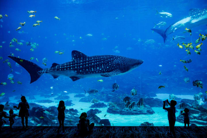 السياحة في لنكاوي - underwater langkawi