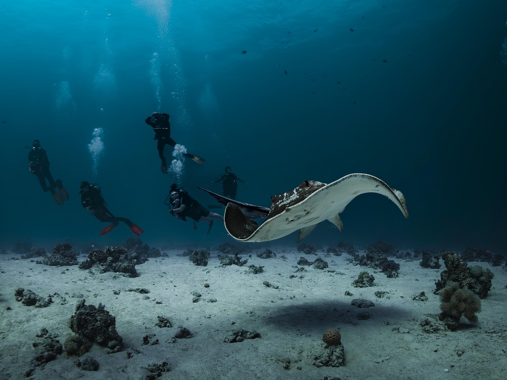 red sea - snorkling 9328565_1920.jpg