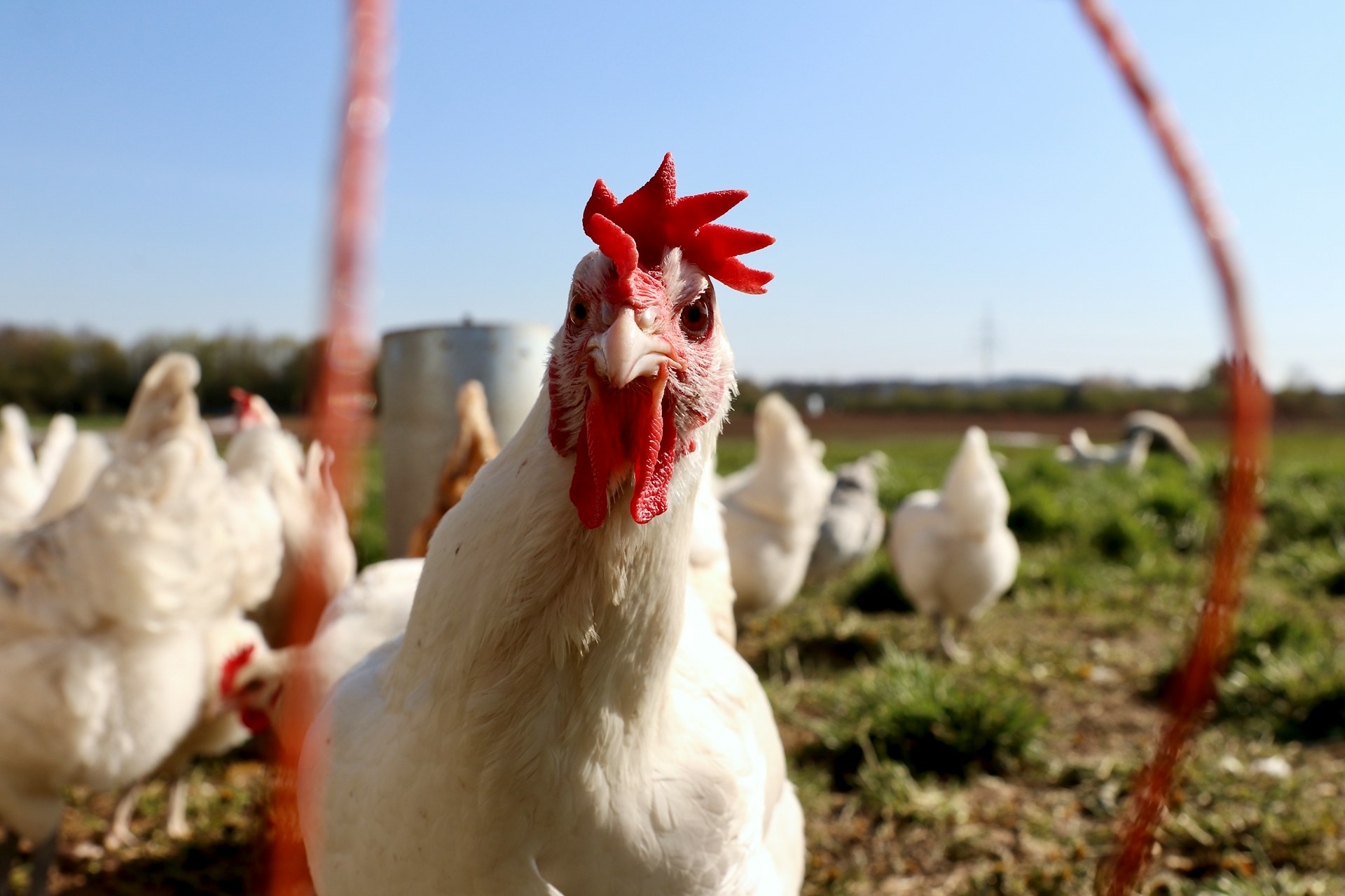 Australia's Poultry Industry Embracing Black Soldier Fly Larvae for a Sustainable Future