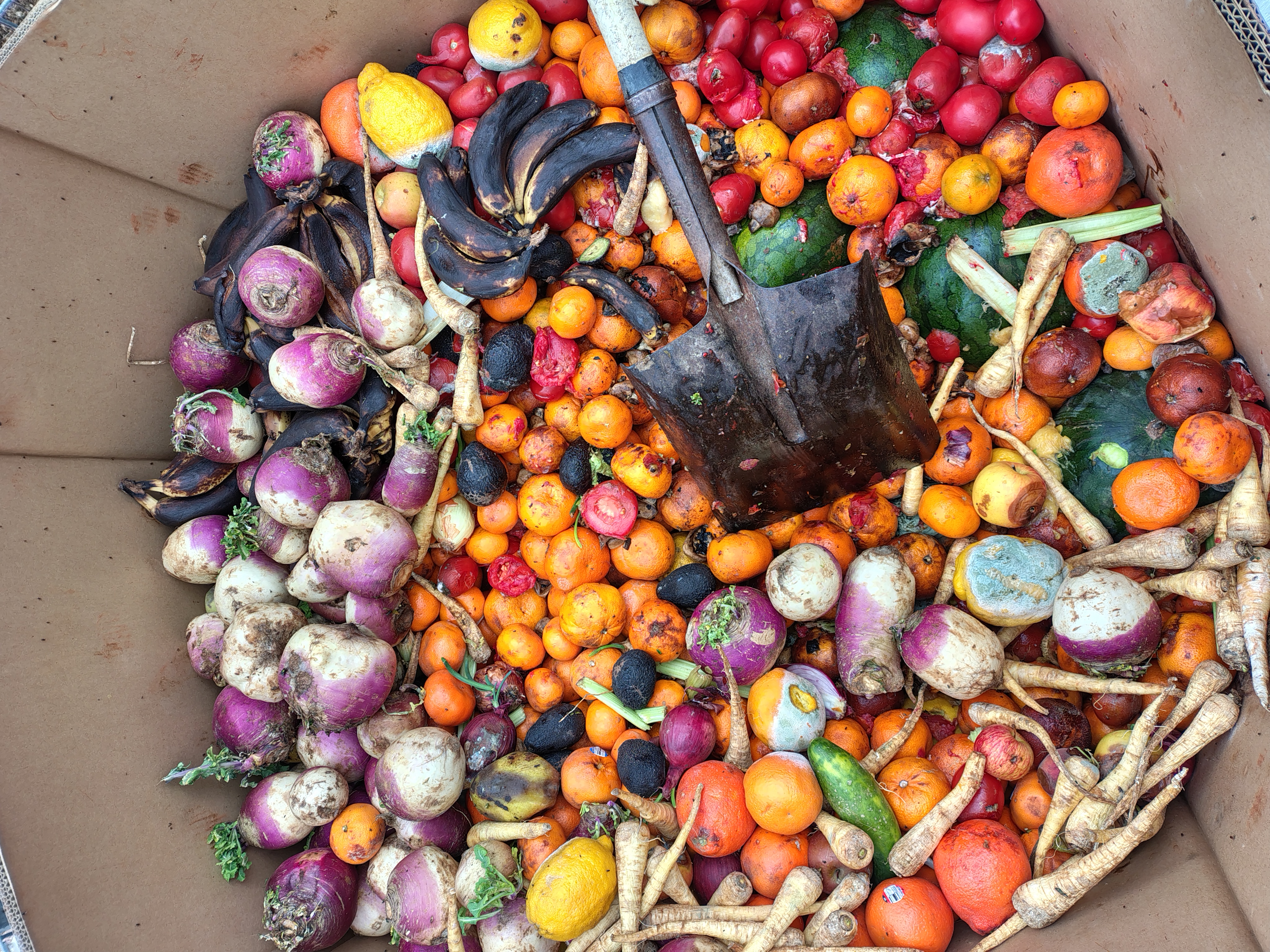 Insect Bioconversion – An important cog in the Circular Economy