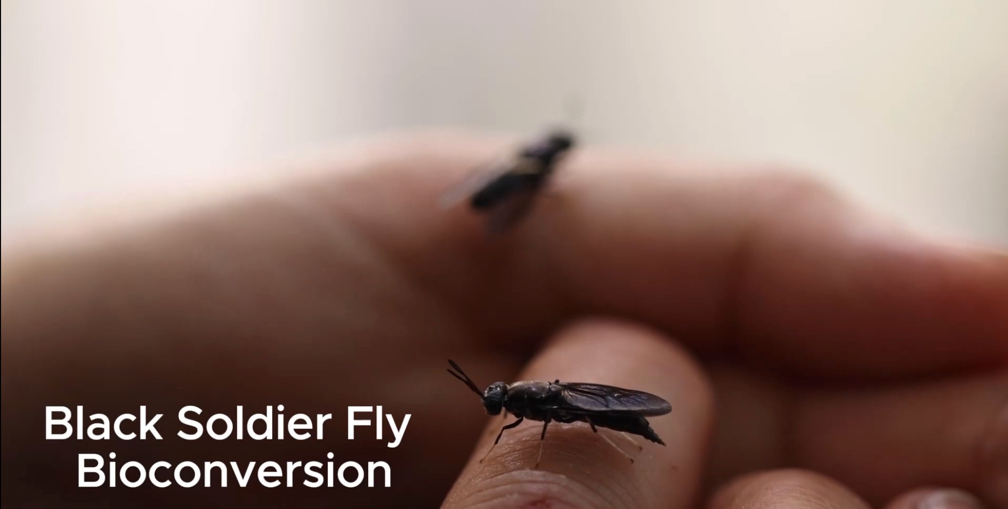 BSFL Bioconversion