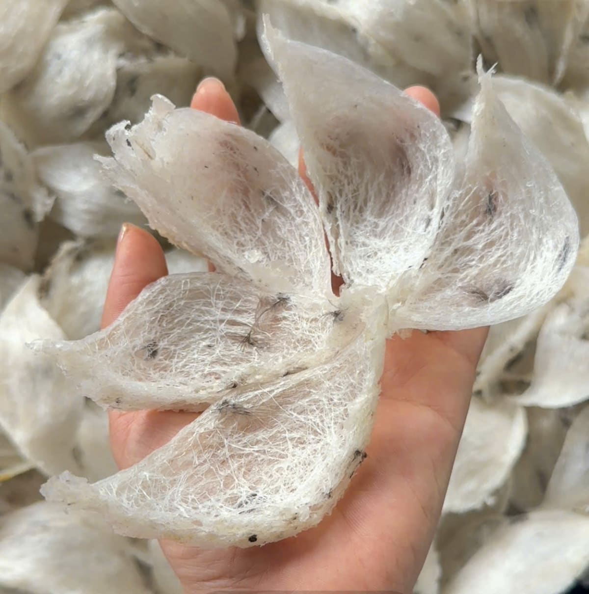 Yến thô 100g - 3