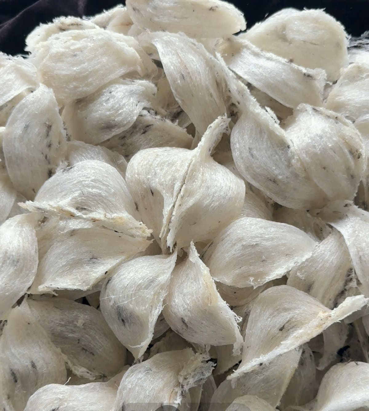 Yến thô 100g - 4