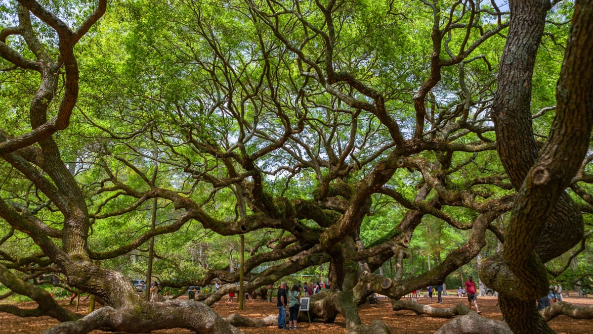 Angel Oak, Johns Island, SC