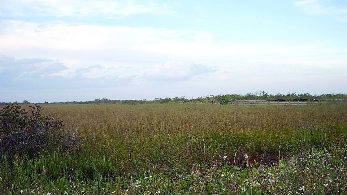 The Anhinga Trail boardwalk over the wetlands of Everglades National Park, Florida