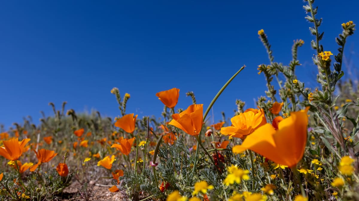 Antelope Valley California Poppy Reserve, California