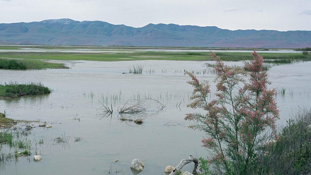 Bear River Migratory Bird Refuge, Utah