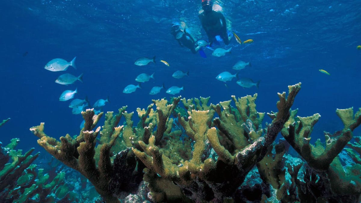 Elkhorn coral on the reef in Biscayne National Park, Florida