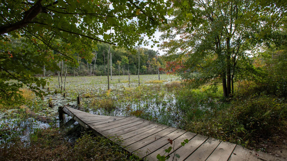 Calvert Cliffs State Park, southern Maryland