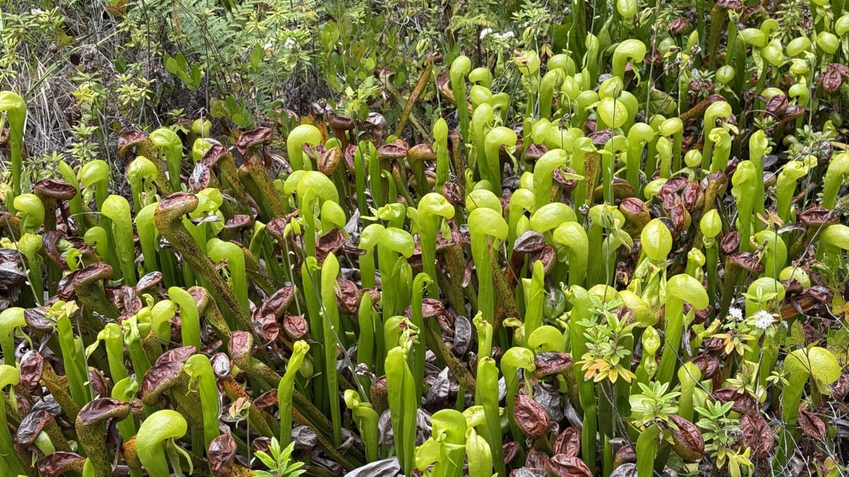 Cobra lily carnivorous plants at the Darlingtonia Botanical Wayside near Florence, Oregon