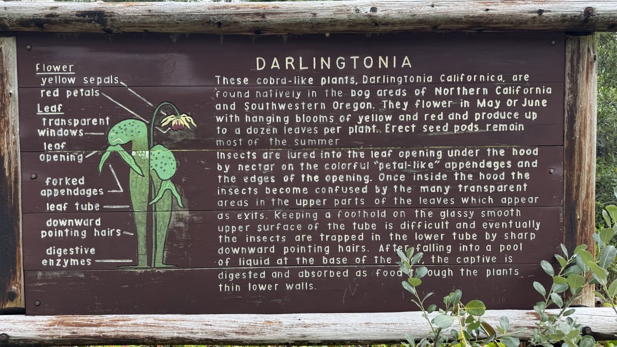 Interpretive sign explaining the cobra lily at Darlingtonia Wayside