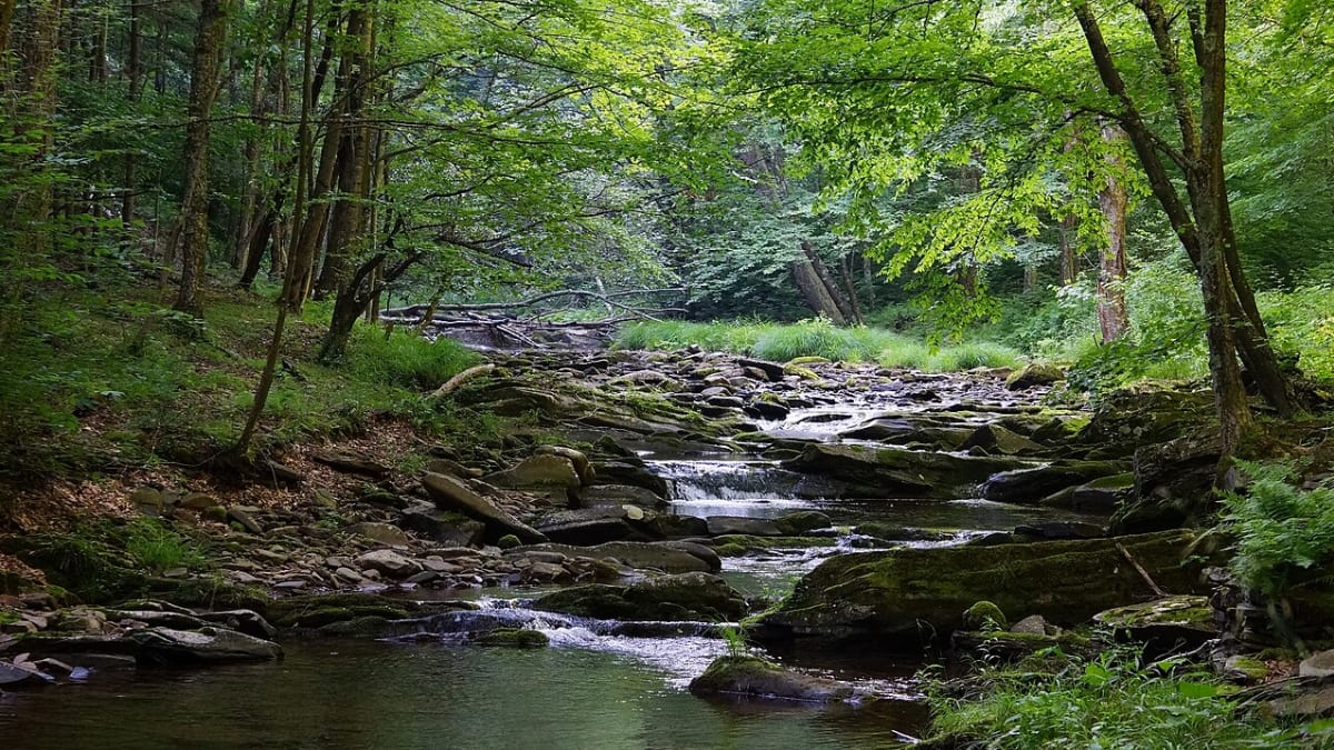 Dolly Sods Wilderness, West Virginia