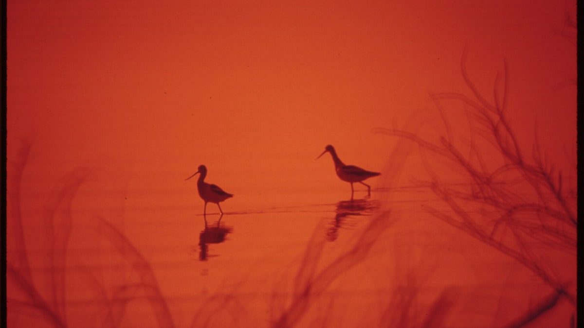 Havasu National Wildlife Refuge, Arizona