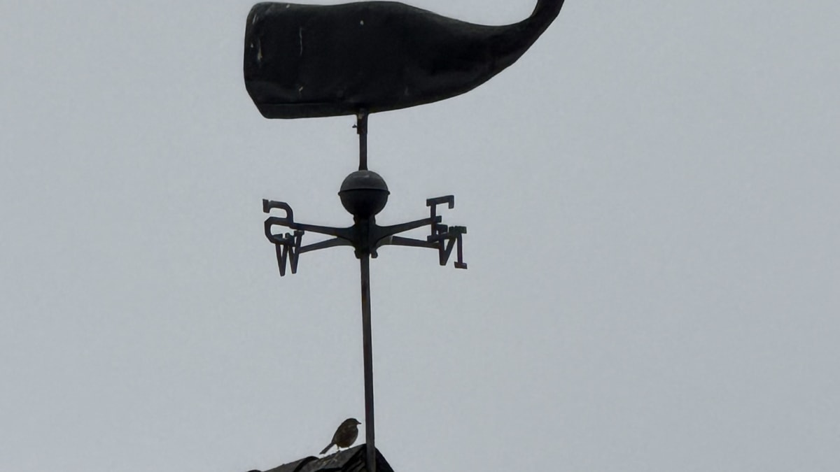 A whale weathervane on a rooftop in the village of Mendocino