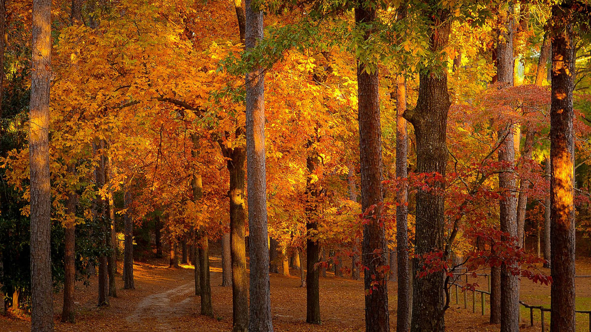 Hitchcock Woods, South Carolina