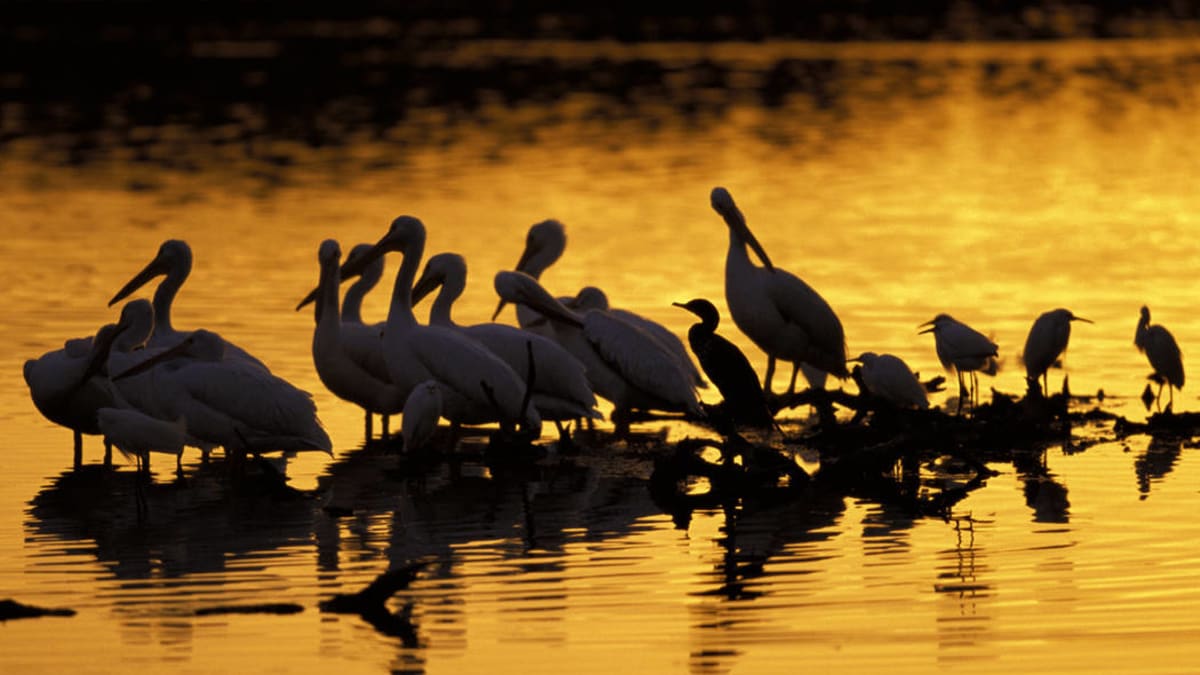 J.N. Ding Darling National Wildlife Refuge, Florida