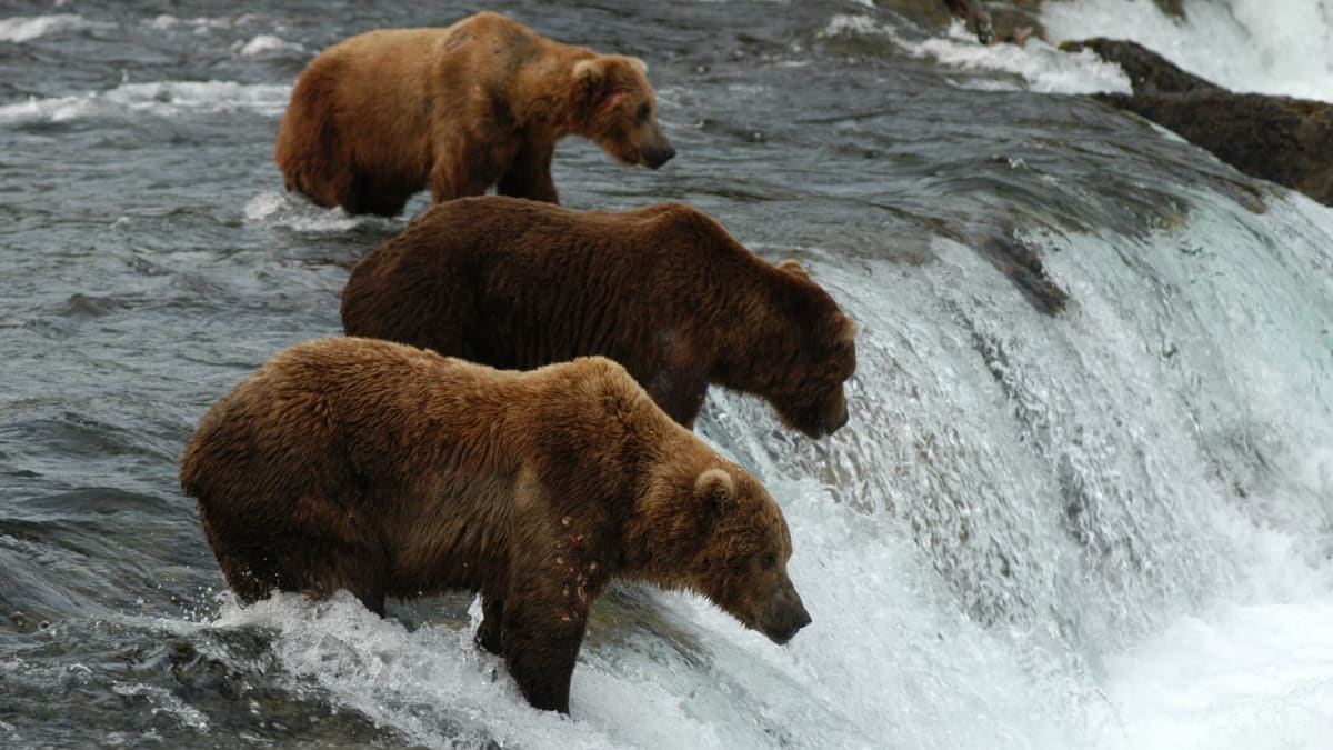 Katmai National Park and Brooks Falls, Alaska