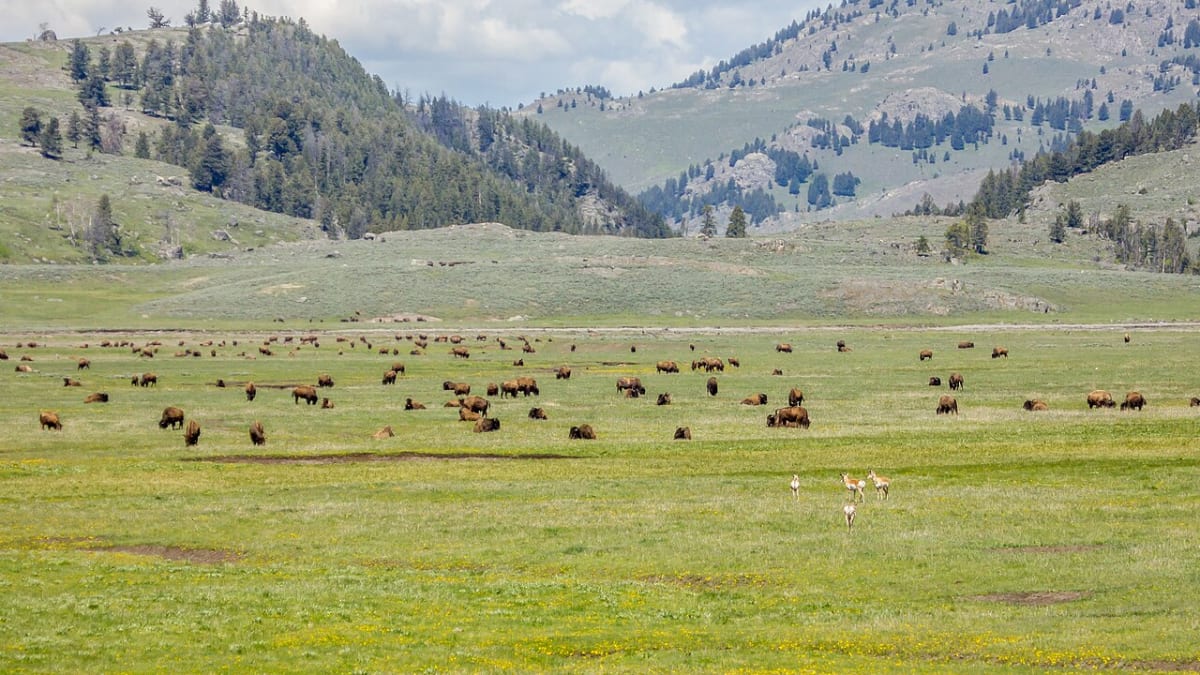 Lamar Valley, Yellowstone National Park, Wyoming