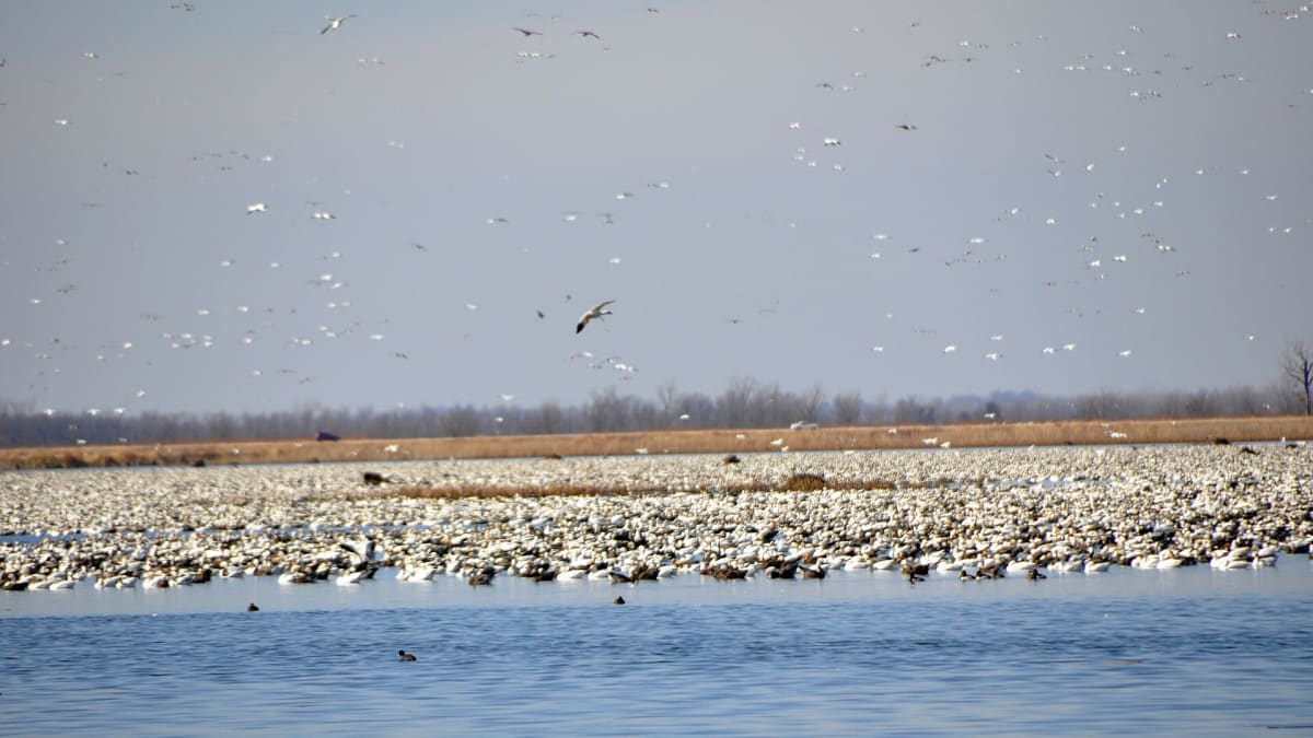 Loess Bluffs National Wildlife Refuge, Missouri