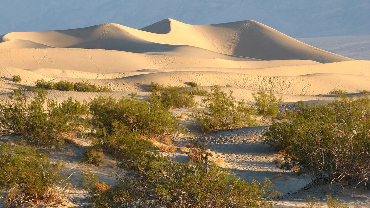 Rippled golden sand dunes at Mesquite Flat with desert mountains beyond, Death Valley National Park, California