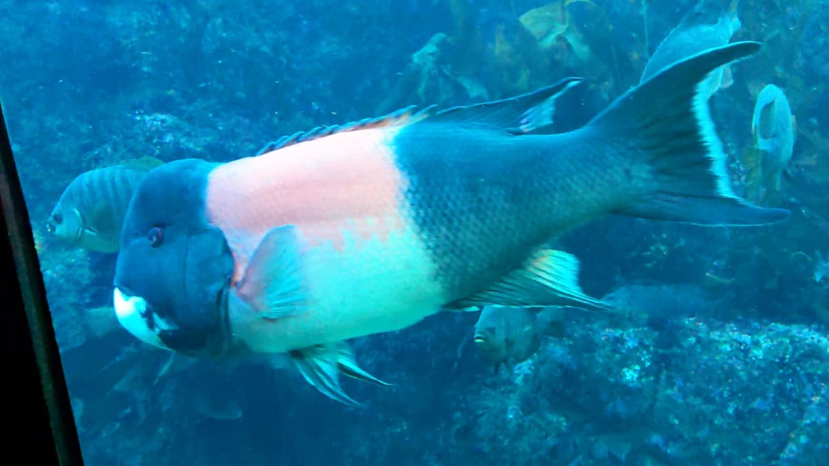 Monterey Bay Aquarium, California