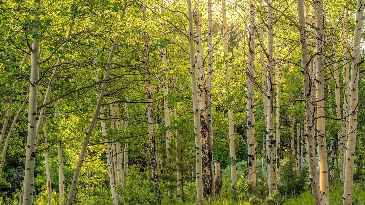 An aspen grove along the Mosca Pass Trail in the mountains above the dunes, Great Sand Dunes National Park, Colorado