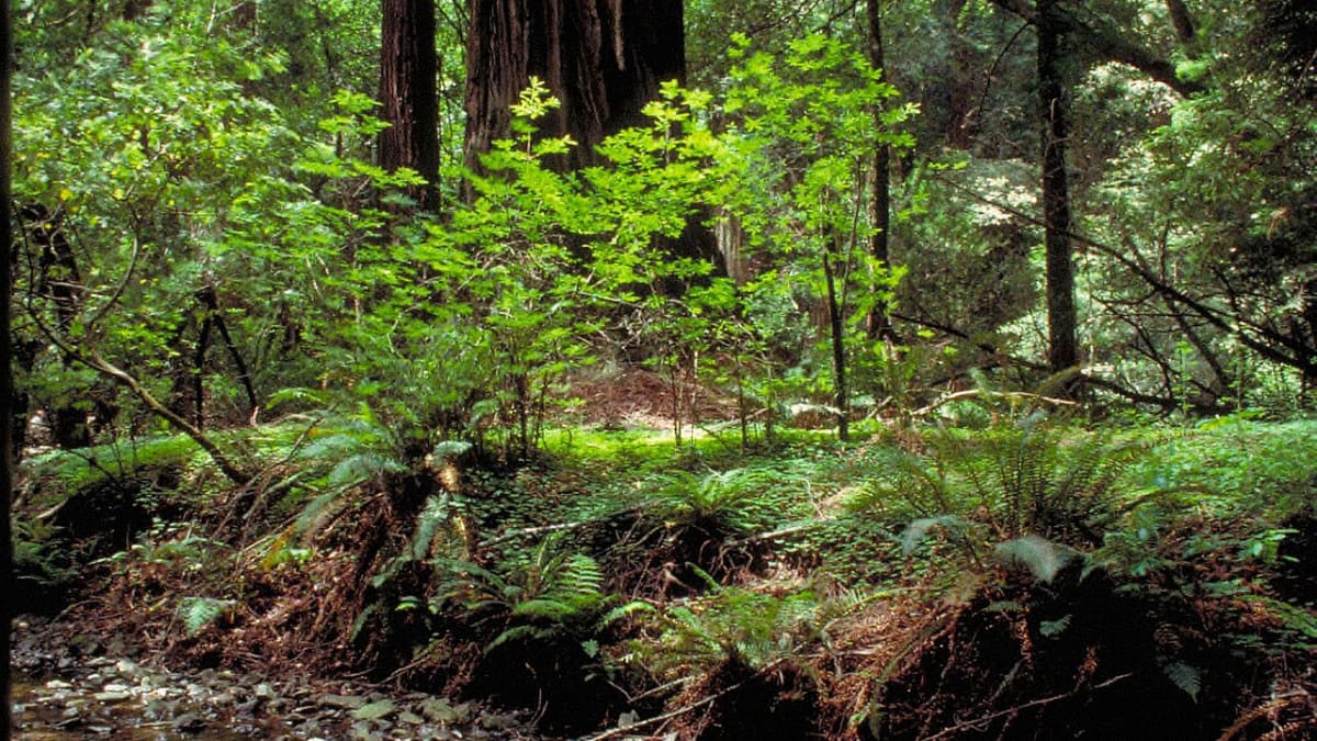 Muir Woods National Monument, California