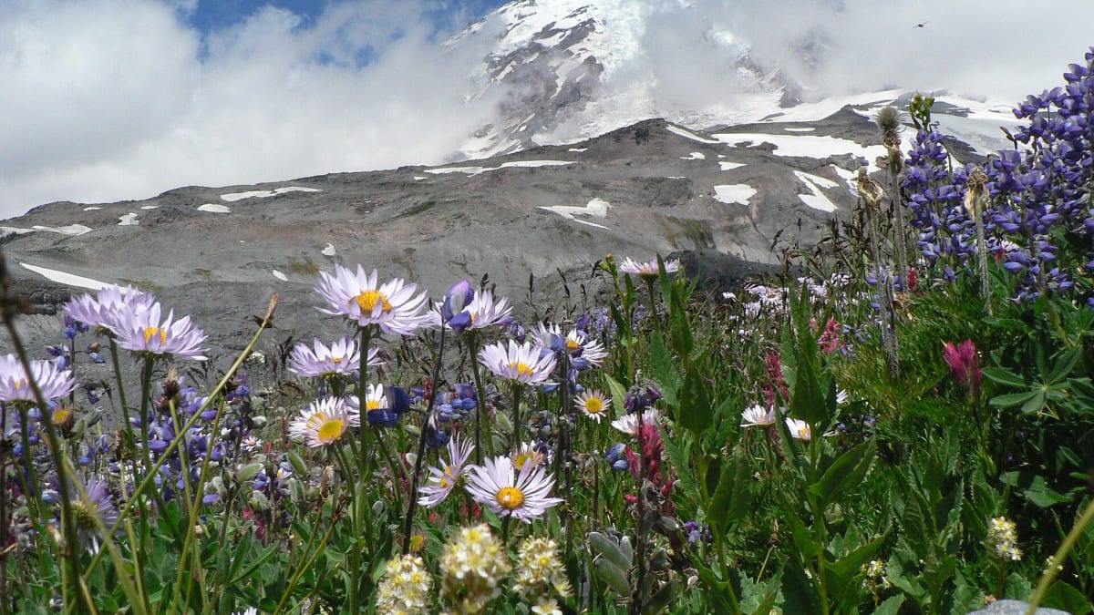 Wildflower meadows below Mount Rainier at Paradise, Washington