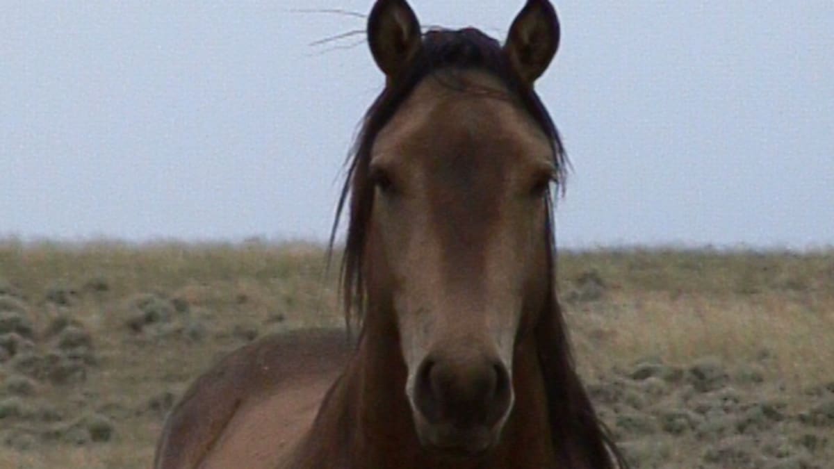 Pryor Mountain Wild Horse Range
