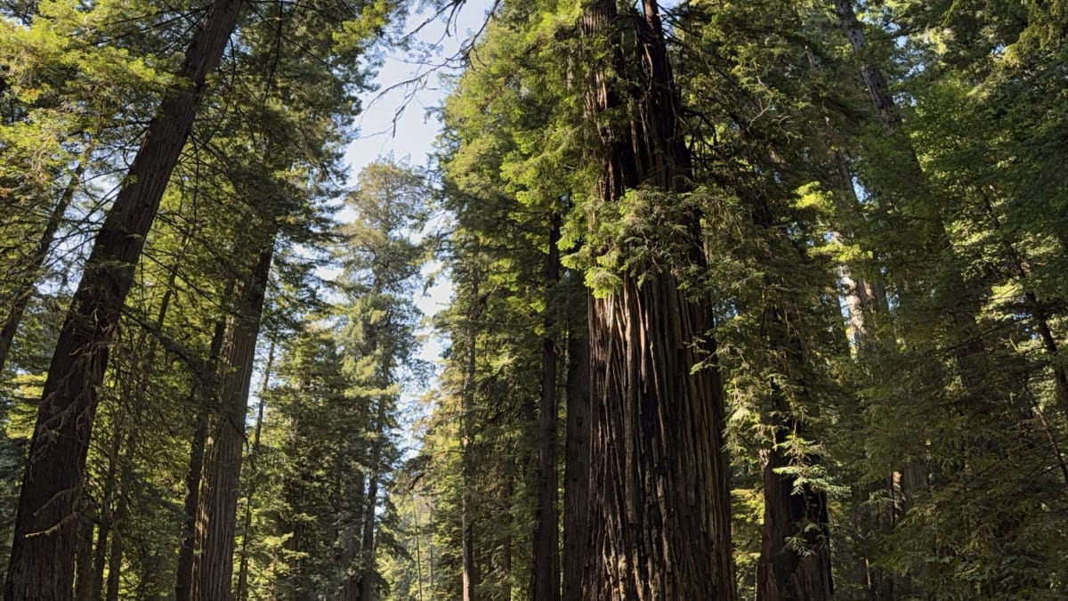 A path through a grove of towering coast redwoods in Redwood National and State Parks, California