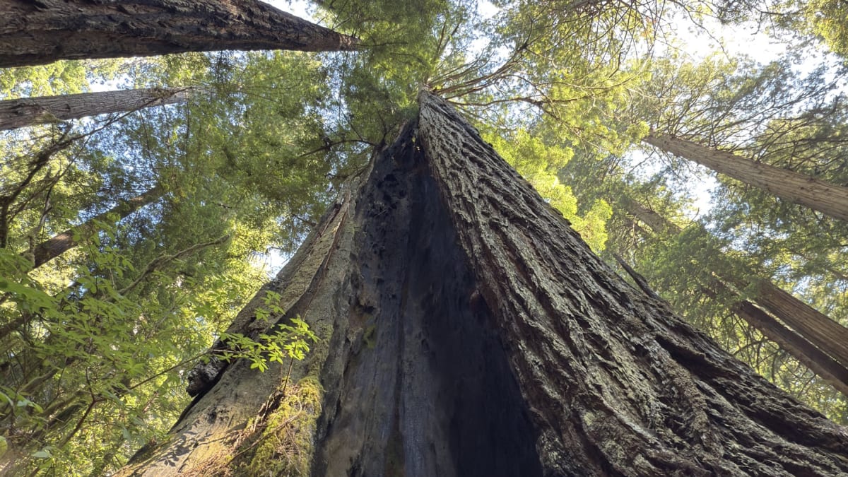 Looking straight up the trunk of a giant coast redwood into the canopy